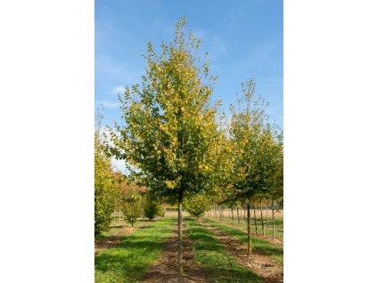 carpinus betulus a beeckman