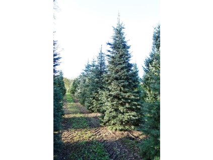 Abies concolor 200 300