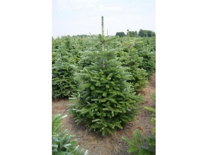Abies koreana 175 200