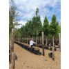 acer campestre elegant1