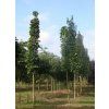 Acer campestre 'Lienco'