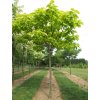 catalpa bignonioides aurea
