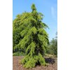 Cedrus deod. Aurea