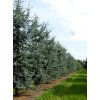 Cedrus libani Glauca