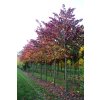 cercis canadensis forest pansy