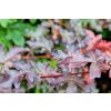 Javor babyka 'Royal Ruby' (Acer campestre 'Royal Ruby') 18–20