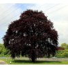 Fagus sylv Swat Magret1