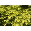 Fagus sylv Zlatia2