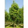 fraxinus angustifolia raywood