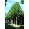 fraxinus excelsior altena