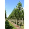 fraxinus excelsior diversifolia