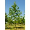 gleditsia triacanthos f inermis