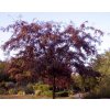 Gleditsia Rubylace1