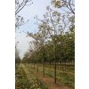 juglans regia broadview