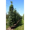 liquidambar styraciflua slender silhouette