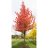 liquidambar styraciflua worplesdon2
