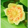 liriodendron tulipifera2