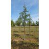Acer griseum