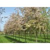 Malus floribunda2