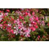 malus floribunda1