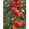 Malus 'John Downie'2