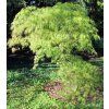 Acer palmatum Dissectum 2