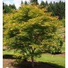 Acer palmatum Scolopendrifolium 2
