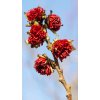 parrotia persica2