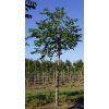 Phellodendron amurense