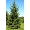 Picea abies