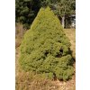 Picea glauca Conica