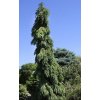 Picea omorika Pendula