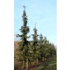 Picea omorika