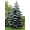 Picea pungens glauca