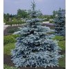 Picea pungens Hoopsii