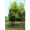 acer platanoides cleveland