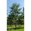 Pinus sylvestris