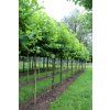 platanus x hispanica alphens globe