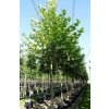 Platanus orientalis