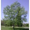 Populus alba Nivea