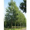 Populus can Robusta