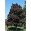 Acer plat crimson king