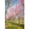 prunus accolade