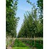 Acer plat Emerald Queen