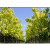 Acer platanoides 'Princton Gold'