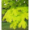 Acer platanoides 'Princton Gold'2