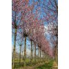 prunus sargentii rancho1