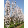 Prunus serr Amanogawa