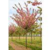 prunus serrulata kanzan