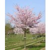 Prunus serr Pink perfection1